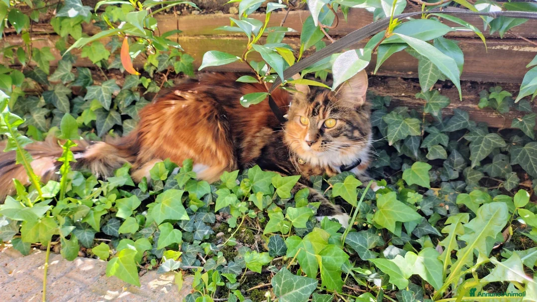 Maine Coon gatti per accoppiamento: Maine coon femmina per accoppiamento a Provincia di Vicenza - Annuncio 1