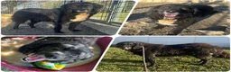 Meticcio cani in regalo: RICCIOLINO mite e tranquillo - Annuncio 1
