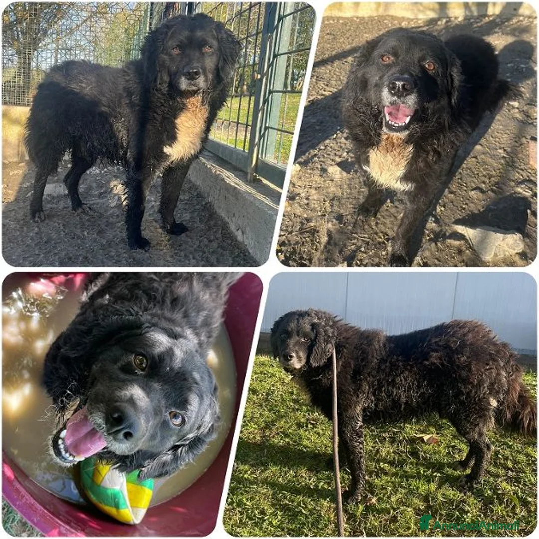 Meticcio cani in regalo: RICCIOLINO mite e tranquillo - Annuncio 1