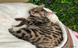 Bengala gatti in vendita: Gattina bengala colorazione WILD a Rome - Immagine 2