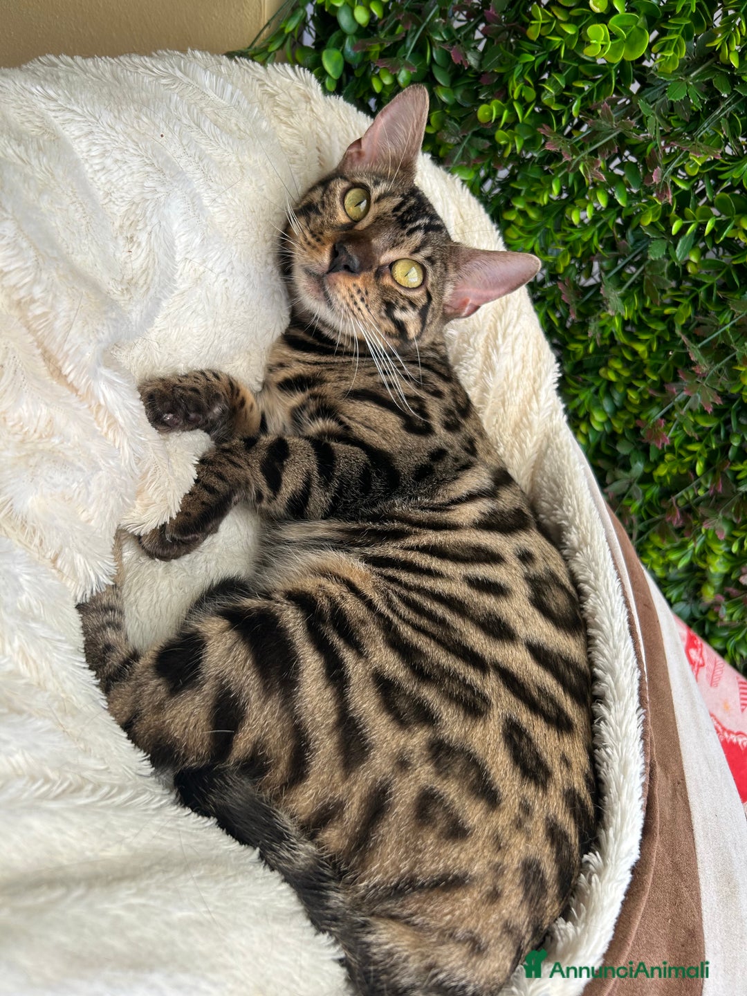 Bengala gatti in vendita: Gattina bengala colorazione WILD a Rome - Immagine 2