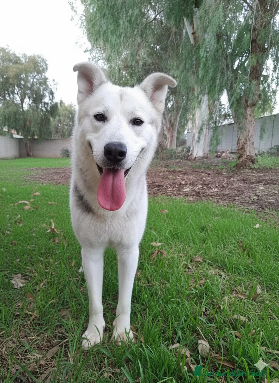 Husky cani in regalo: Oscar incrocio pastore tedesco/husky in adozione a Città Metropolitana di Firenze - Annuncio 2