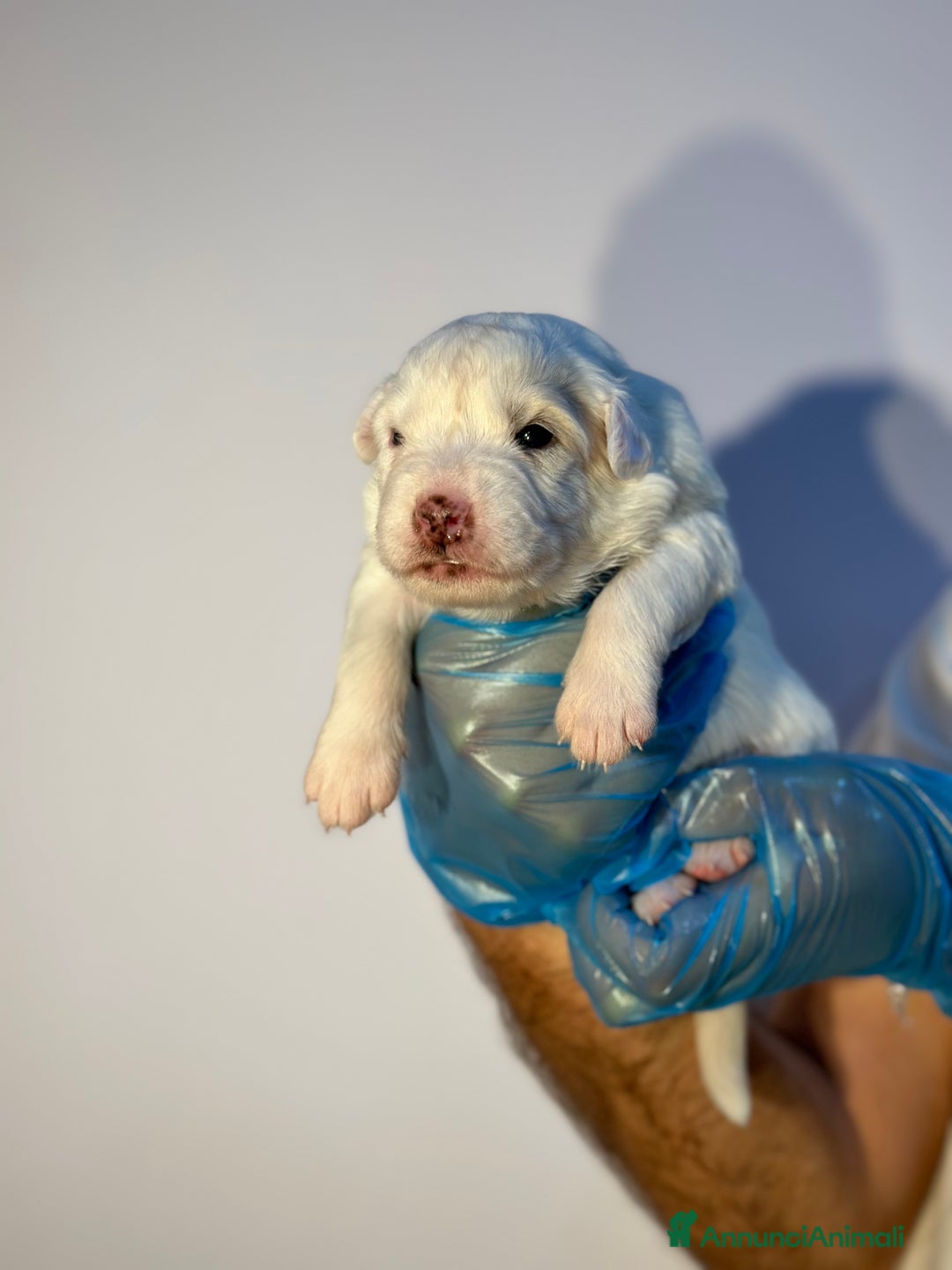 Altre razze cani in regalo: 🆘 CUCCIOLI CERCANO CASA  - Immagine 8