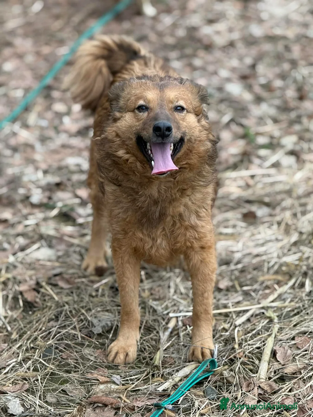 Meticcio cani in regalo: PETRA & PARSIFAL, fratellini pelosoni - Annuncio 2