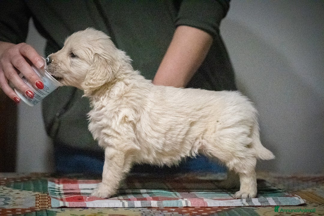 Golden Retriever cani in vendita: Golden Retriever Linea Inglese - Annuncio 5