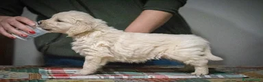 Golden Retriever Cucciolo 4