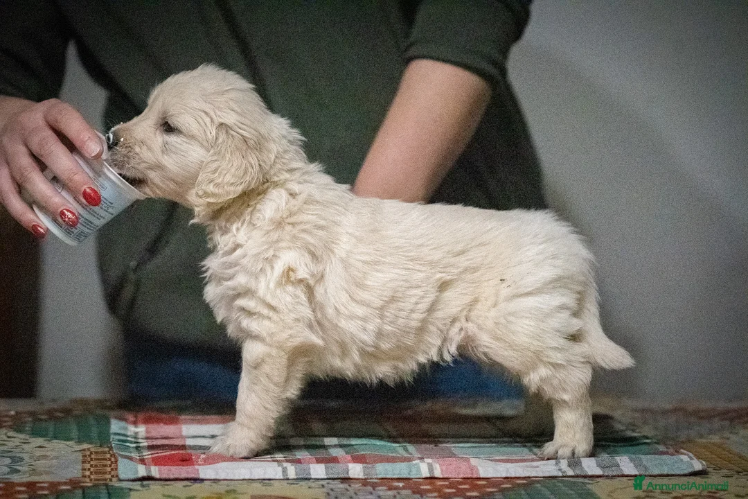 Golden Retriever cani in vendita: Golden Retriever Linea Inglese - Annuncio 5