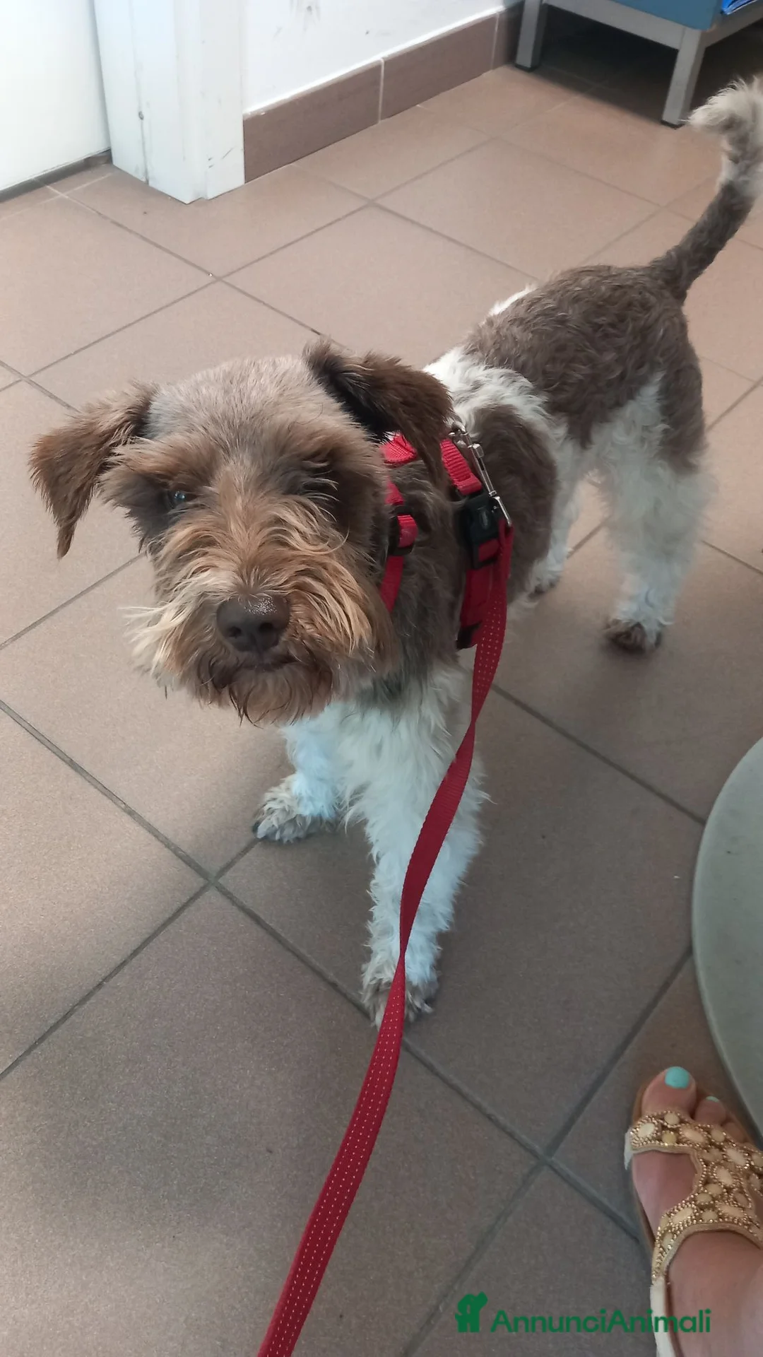Mini Schnauzer cani per accoppiamento: Schnauzer nano particolor 2 anni a Città Metropolitana di Bologna - Annuncio 1
