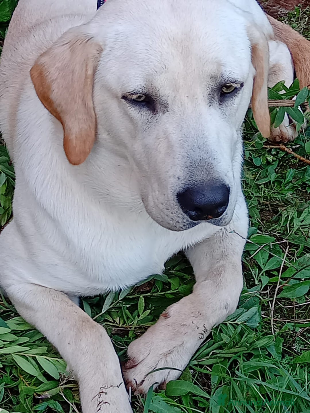 Labrador cani in regalo: Regalo Labrador  a Provincia di Frosinone - Immagine 5
