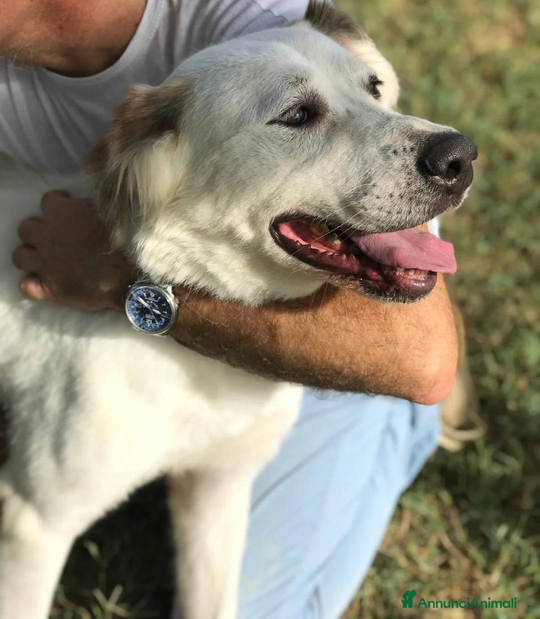 Labrador cani in regalo: AIGOR, simil labradorino a Provincia di Latina - Annuncio 7