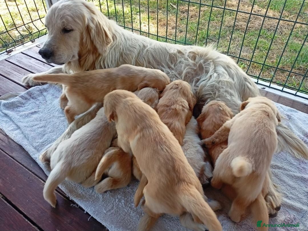 Golden Retriever cani Cuccioli Golden Retriever - Annuncio 5