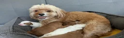 Cavapoo cani in vendita: Splendidi cuccioli di Cavapoo F1B a Città metropolitana di Milano - Annuncio 32