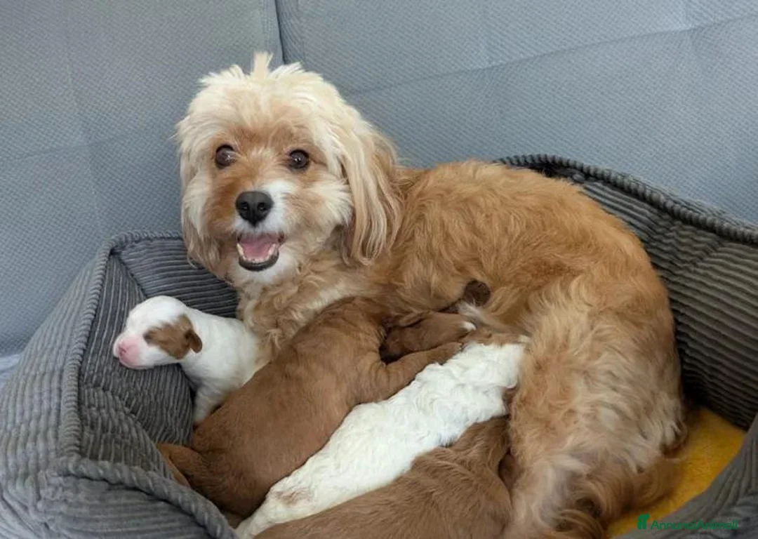 Cavapoo cani in vendita: Splendidi cuccioli di Cavapoo F1B a Città metropolitana di Milano - Annuncio 32