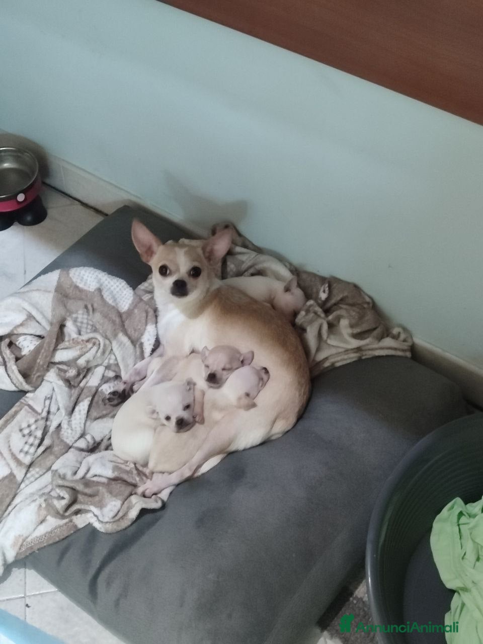Chihuahua cani Chihuahua cuccioli 1 femmina  2 maschi - Annuncio 2
