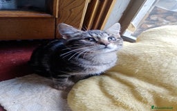 Europeo gatti in regalo: Dolcissime sorelline - Immagine 7