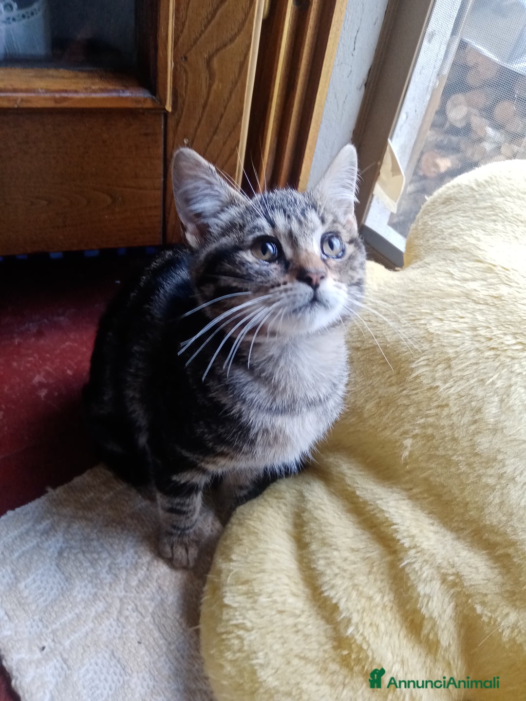 Europeo gatti in regalo: Dolcissime sorelline - Annuncio 7