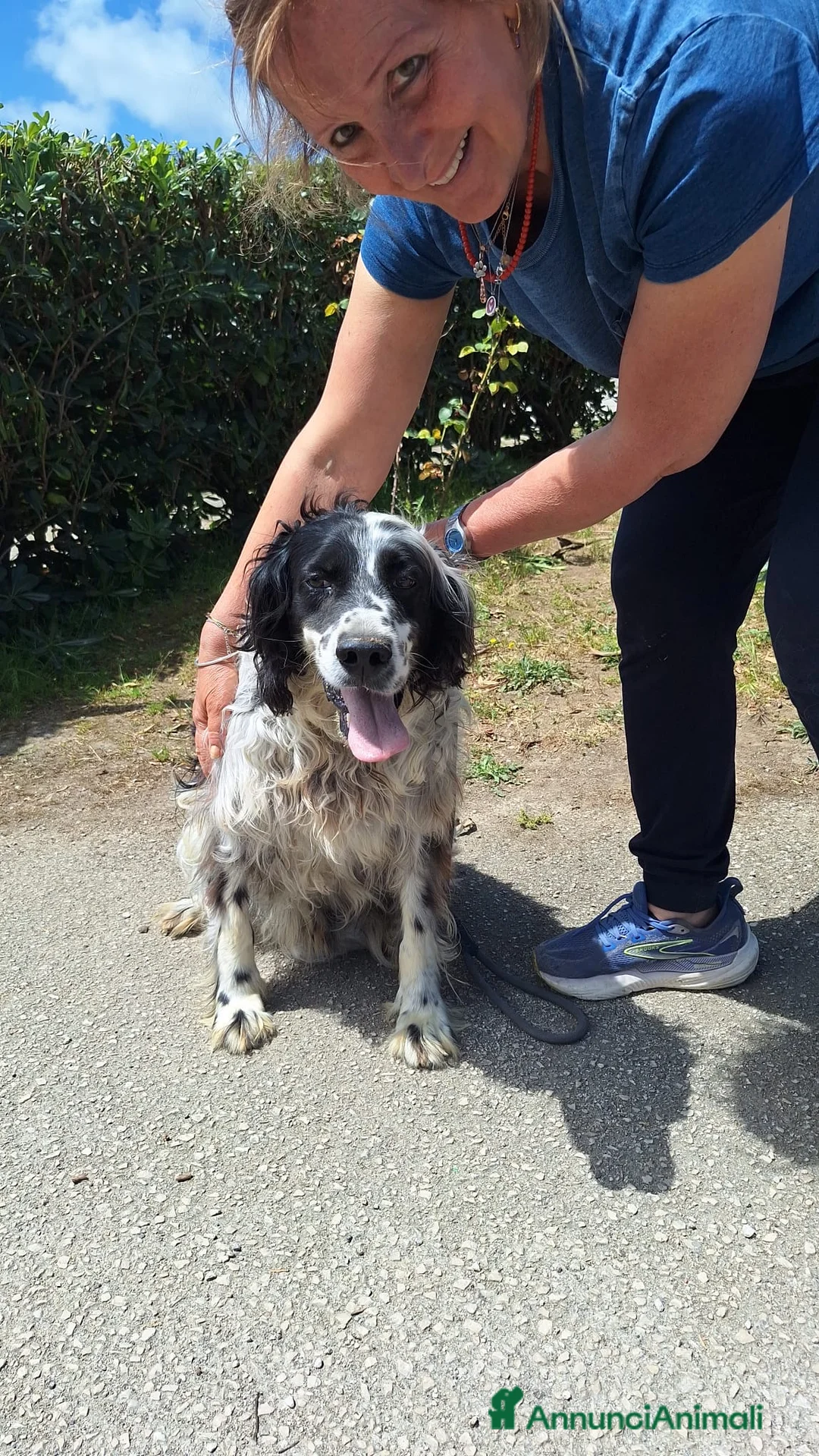 Setter Irlandese cani in regalo: ADOZ.DEL💔: X 7 anni MAI USCITO DAL BOX!!!!! - Annuncio 2