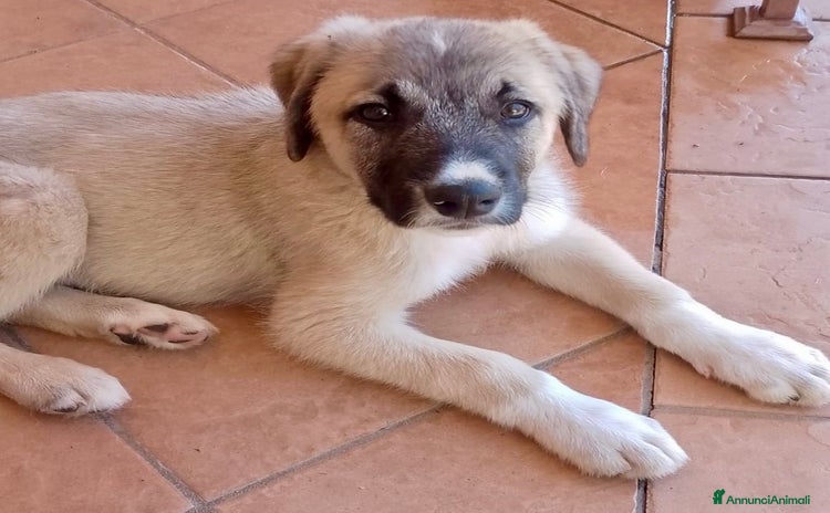 Pastore dell’Anatolia cani a Città Metropolitana di Torino - Annuncio 1