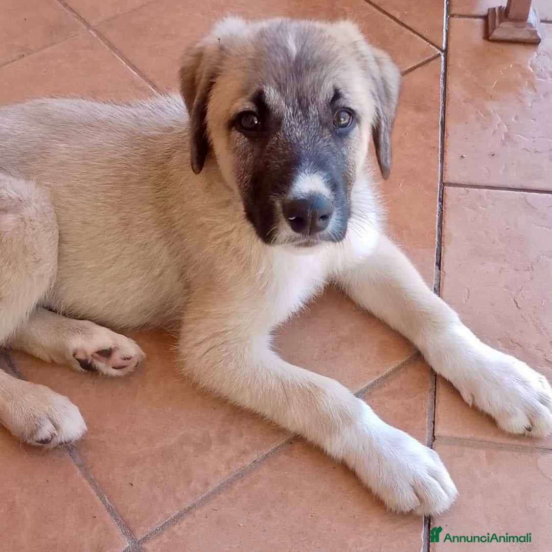 Pastore dell’Anatolia cani in regalo: Adozione splendido cucciolo 3 mesi taglia grande a Città Metropolitana di Torino - Immagine 1