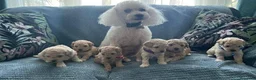 Maltipoo cani in vendita: Bellissima Toy Maltipoo F1  - Annuncio 4