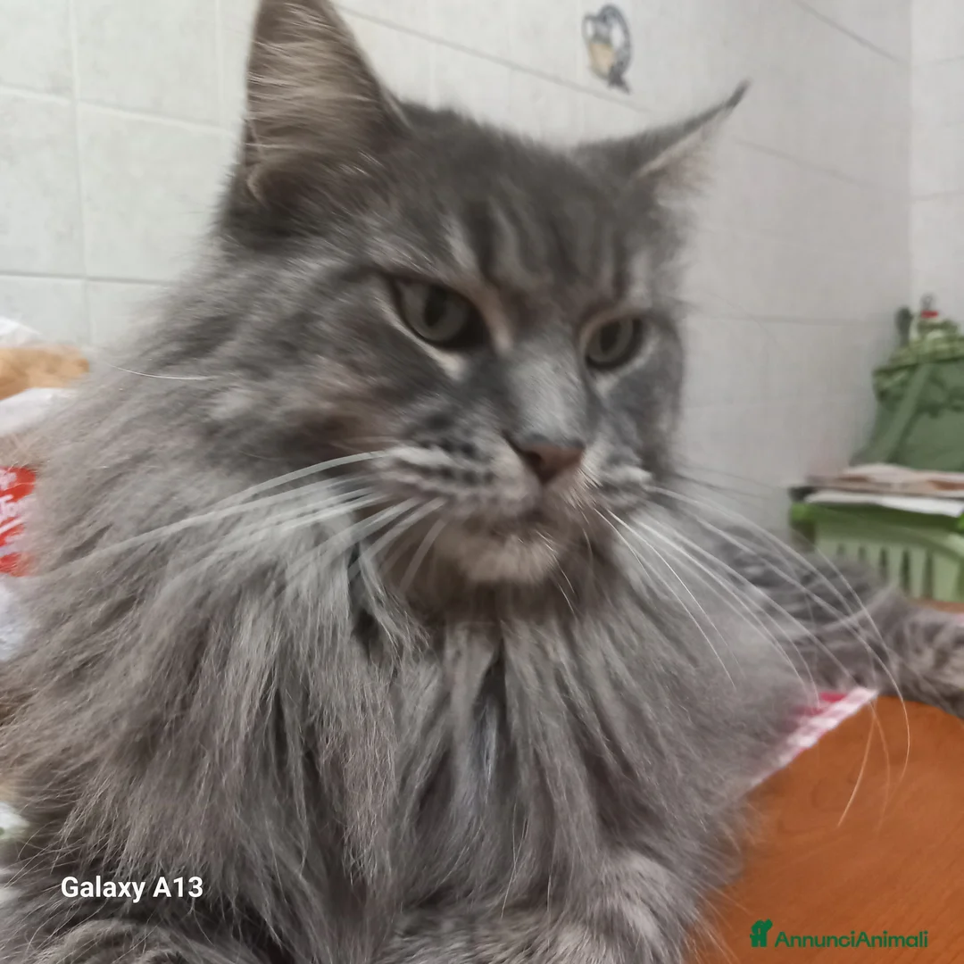 Maine Coon gatti in vendita: MAINE COON AMERICANA XXL a Provincia di Ferrara - Annuncio 1