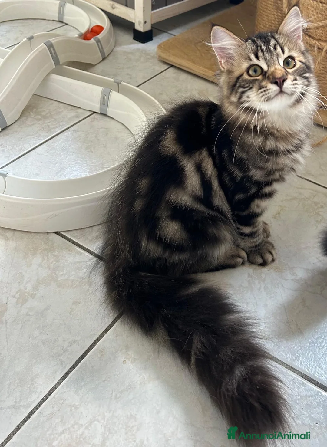 Siberiano gatti in vendita: Cuccioli Siberiano - Annuncio 2