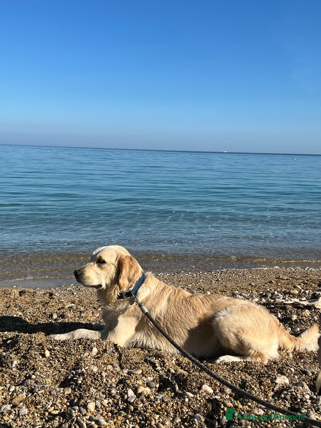 Golden Retriever cani in vendita: Cuccioli Golden Retriver 100% inglese con pedigree a Città metropolitana di Palermo - Annuncio 2