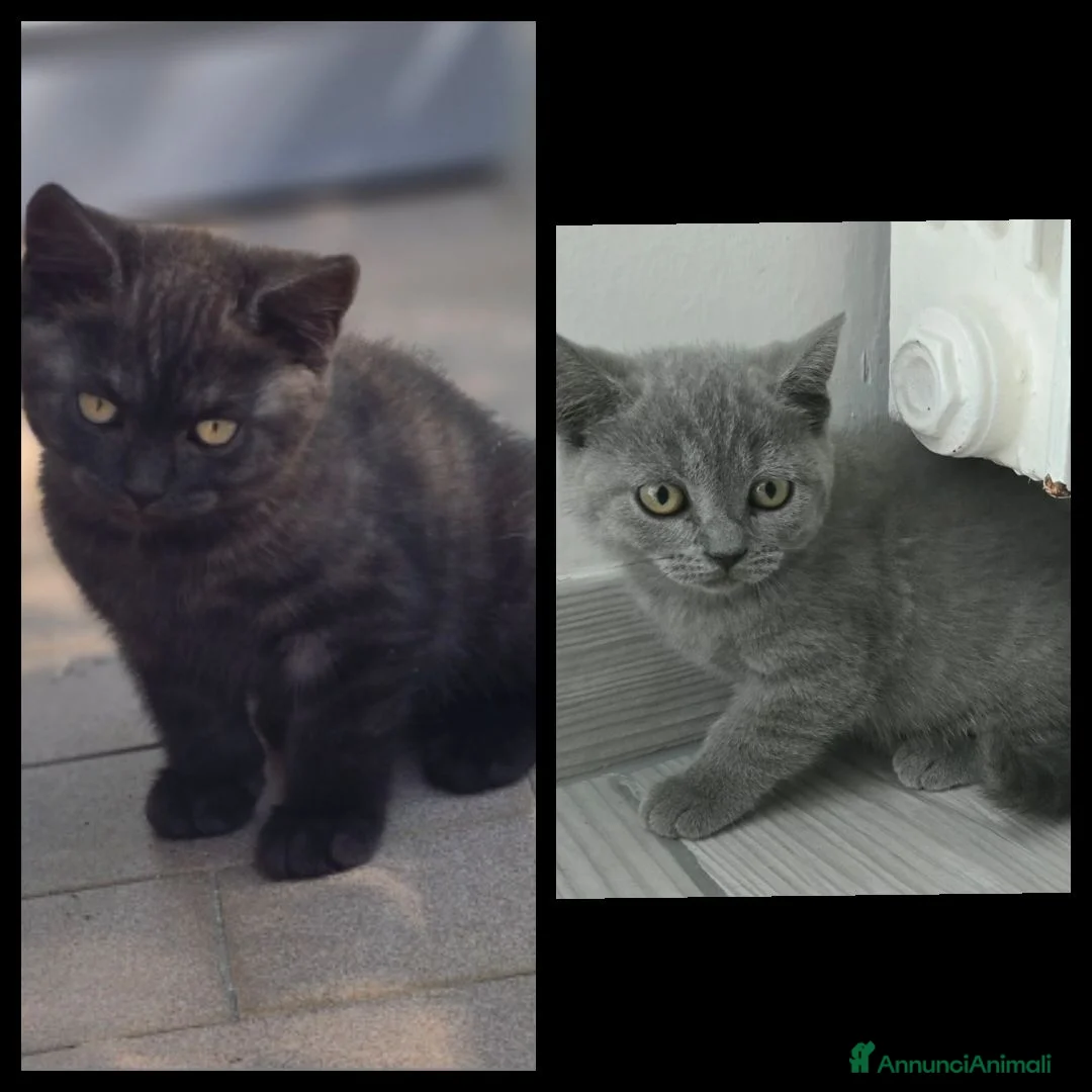 Scottish gatti in vendita: Vendo due gattini British Scottish prezzo 200euro - Annuncio 2