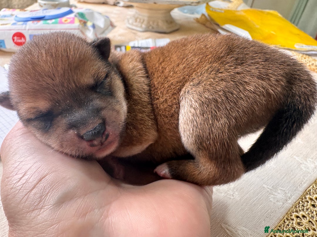 Shiba Inu cani in vendita: Shiba inu cuccioli con pedigree  - Annuncio 3