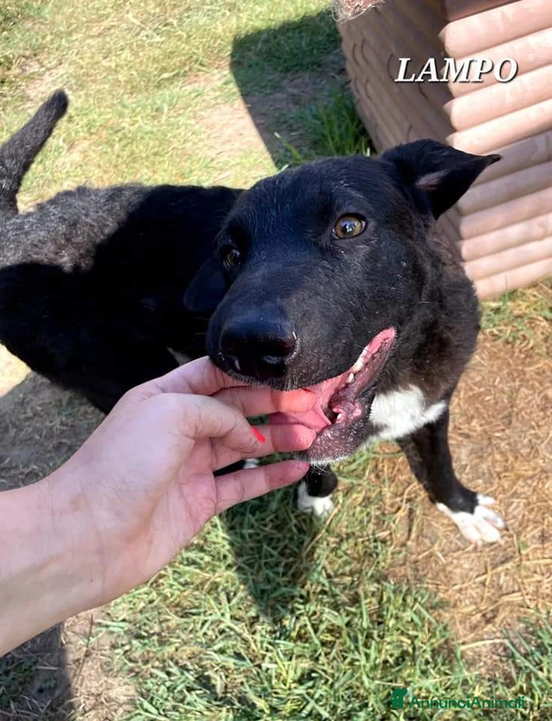 Meticcio cani in regalo: Lampo, simpaticissimo cucciolo a Provincia di Latina - Annuncio 4