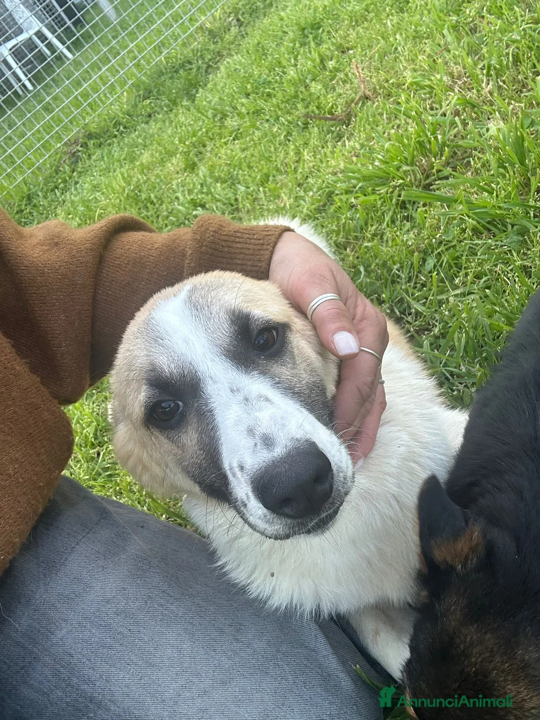 Meticcio cani in regalo: Incrocio (BRENDA) - Annuncio 1