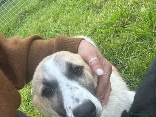 Meticcio cani Incrocio (BRENDA) - Annuncio 5