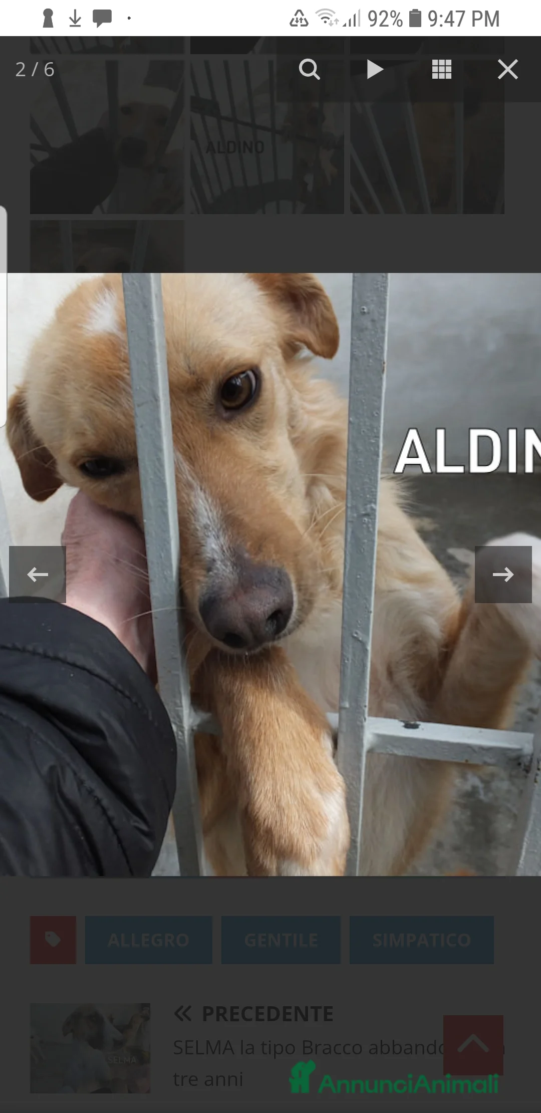 Meticcio cani in regalo: ADOZ.delcuore:Aldino, piccolo,dolce in canileda 3a - Annuncio 1