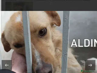 Meticcio cani ADOZ.delcuore:Aldino, piccolo,dolce in canileda 3a - Annuncio 27