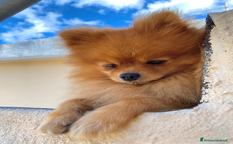 Volpino Pomerania cani a Città Metropolitana di Cagliari - Annuncio 11