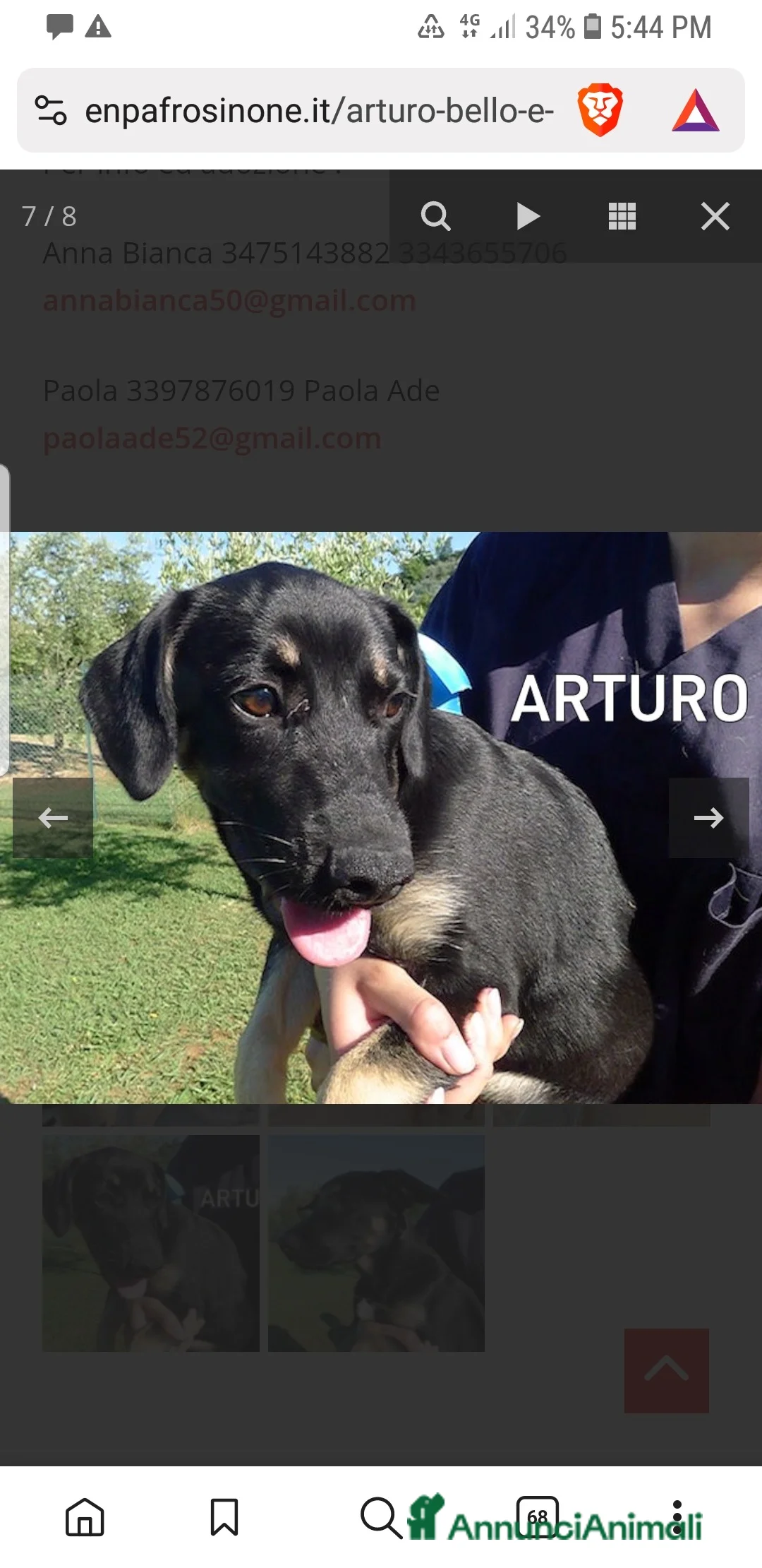 Meticcio cani in regalo: ADOZ.DEL CUORE: bello,socievole, abbandonato 1mese - Annuncio 2