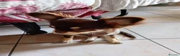 Chihuahua cani in vendita: Ultimo cucciolo Chihuahua disponibile,  a Città Metropolitana di Torino - Annuncio 5