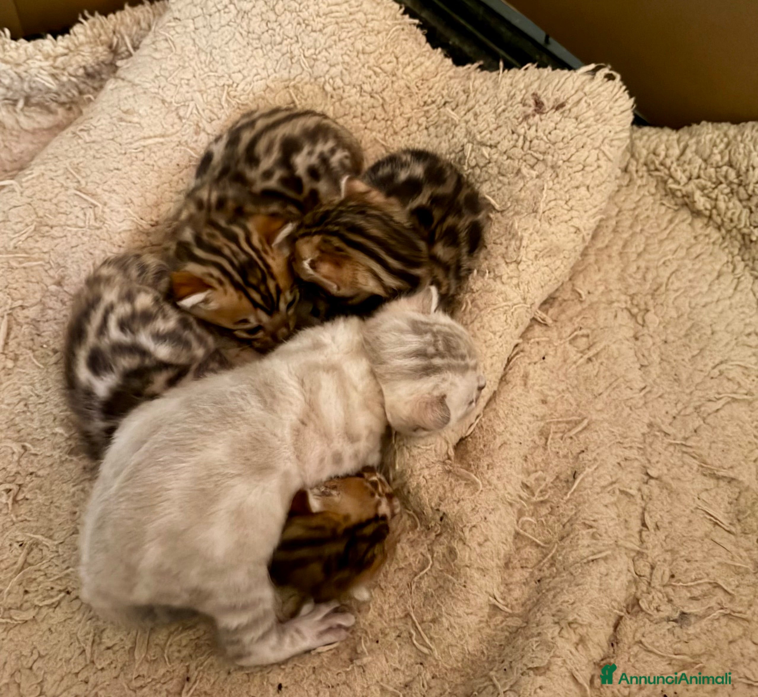 Bengala gatti gatto bengala  - Annuncio 3