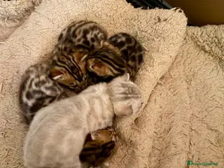 Bengala gatti gatto bengala - Annuncio 3