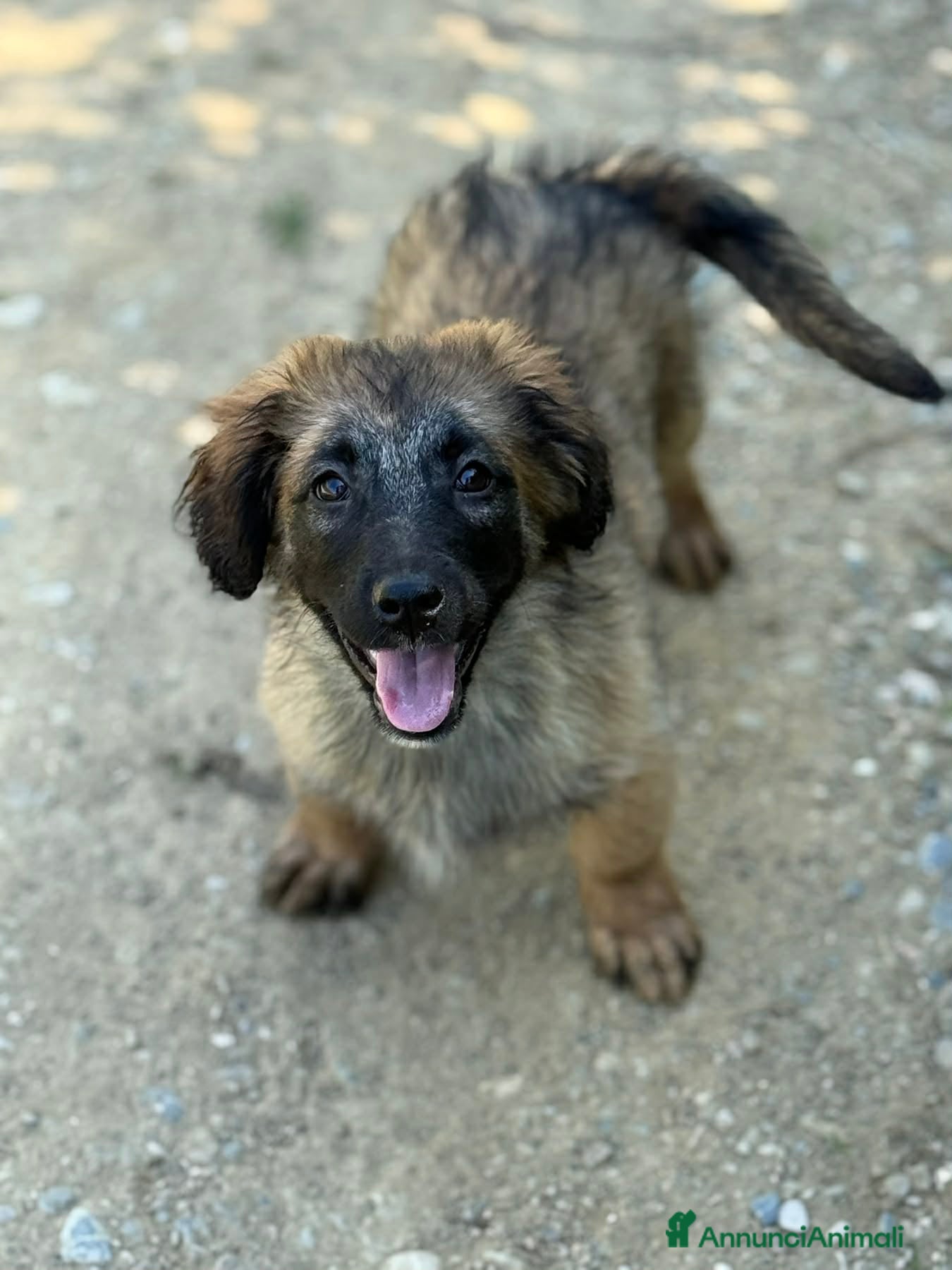 Meticcio cani in regalo: VERA, cucciola super DOLCE! Tg MEDIO PICCOLA - Annuncio 4
