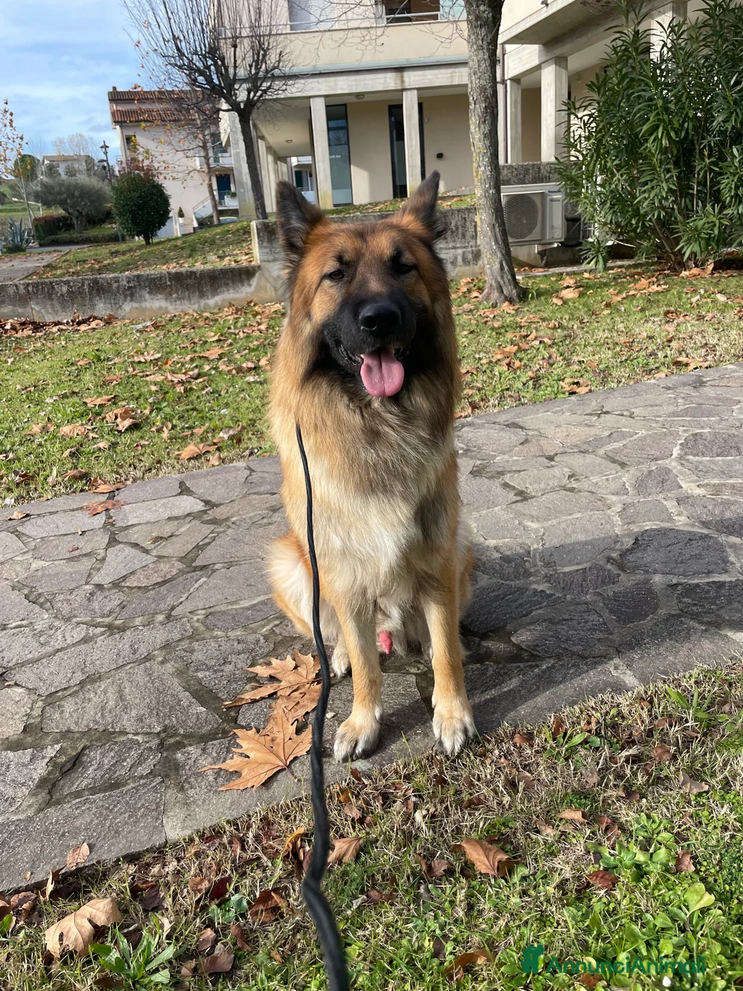 Meticcio cani per accoppiamento: Cerco femmina per accopiamento - Annuncio 9