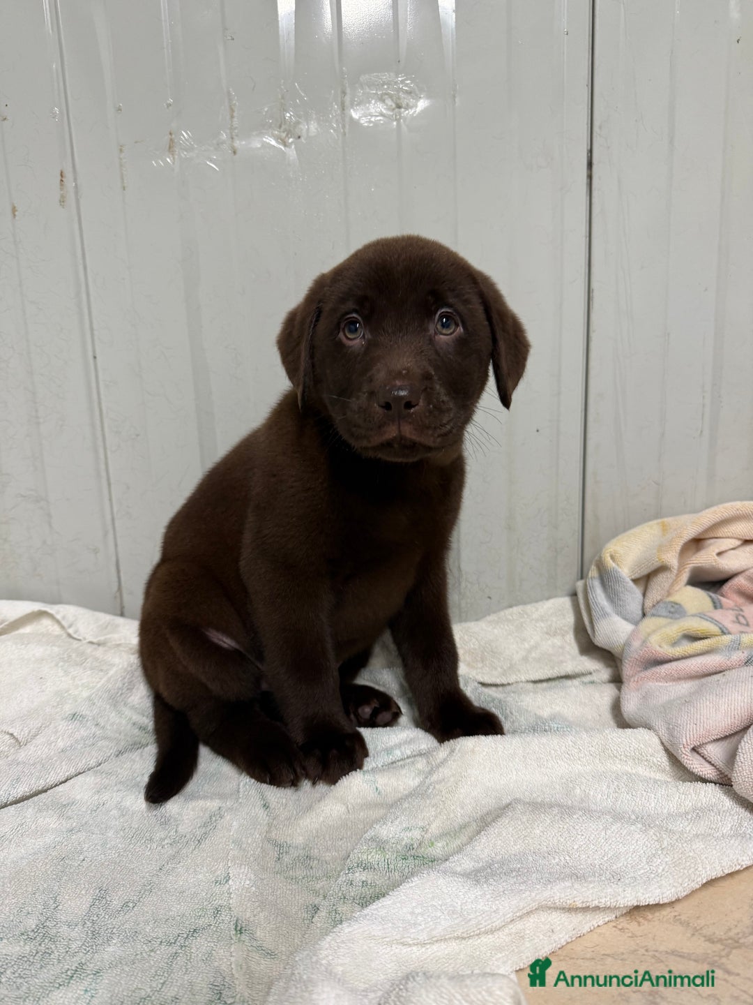 Labrador cani in vendita: Cuccioli di Labrador chocolate con pedigree Enci  - Annuncio 1