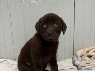 Labrador cani Cuccioli di Labrador chocolate con pedigree Enci - Annuncio 8