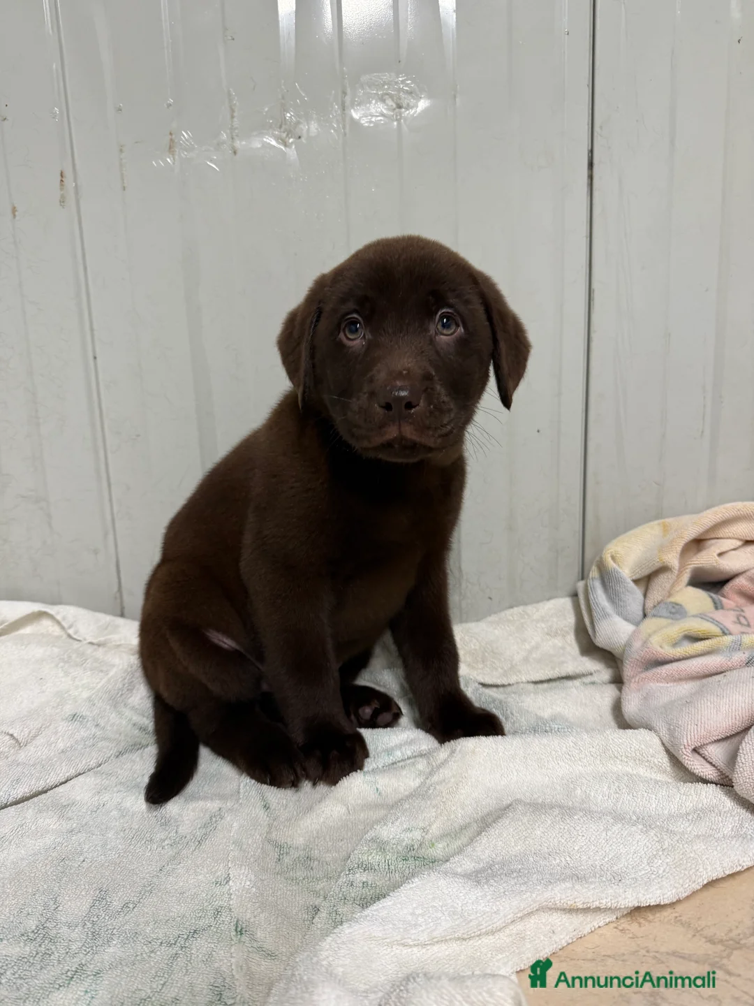 Labrador cani in vendita: Cuccioli di Labrador chocolate con pedigree Enci  - Annuncio 1