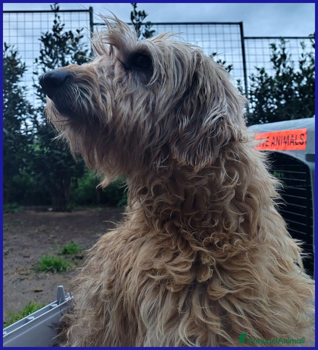 Spinone cani in regalo: GIOVANNI, SPINONCINO 4 ANNI, UN PASSATO DI MALTRAT a Città metropolitana di Milano - Annuncio 3