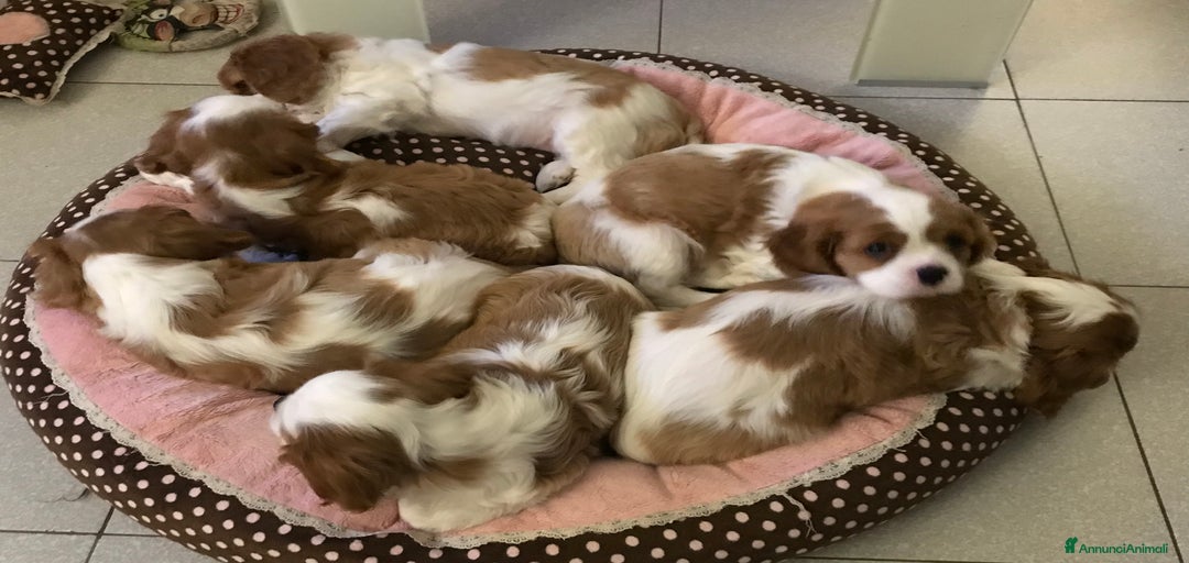 Immagine della galleria {{count}}