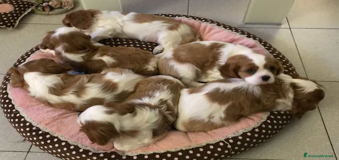 Immagine della galleria {{count}}