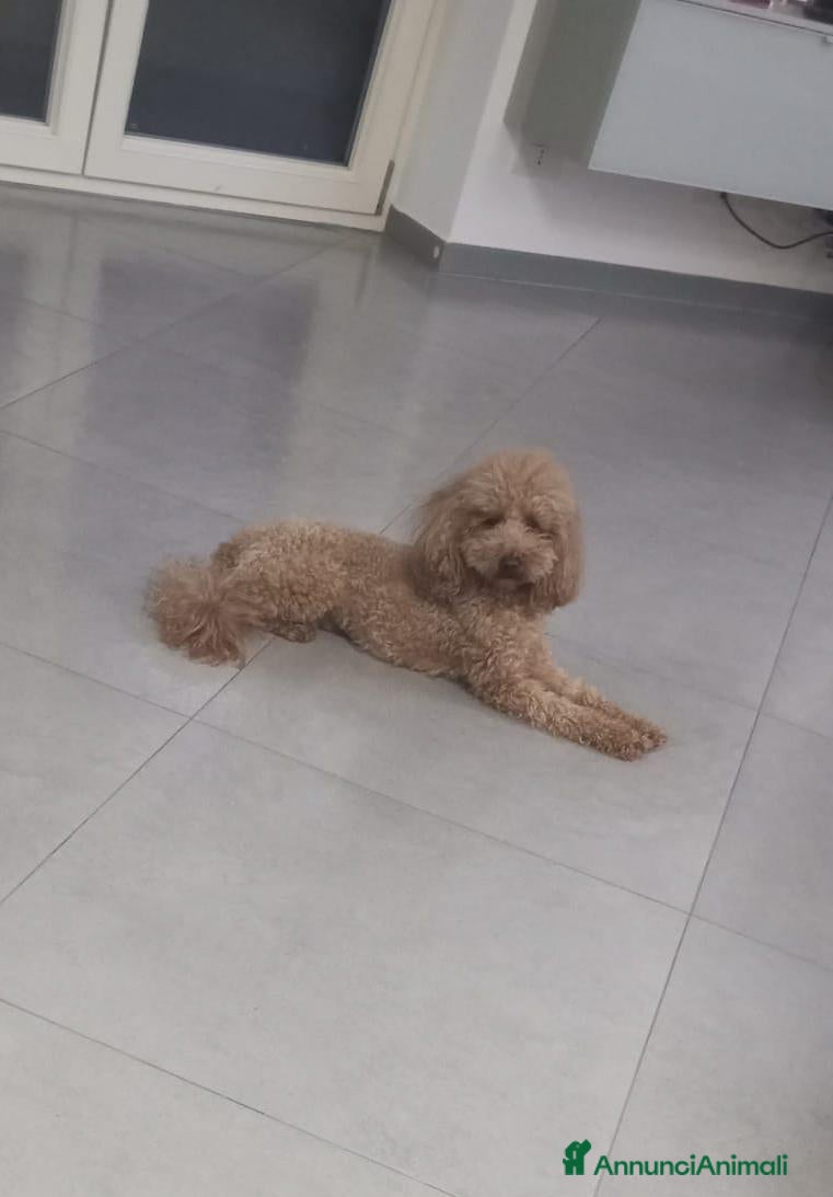 Barboncino Toy cani Barboncino Toy per monta in cambio di cucciolo - Annuncio 32