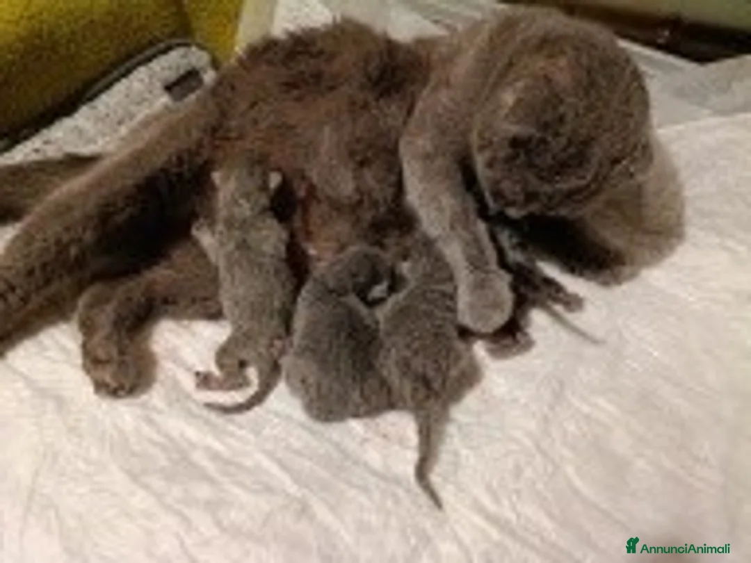 Scottish gatti in vendita: cuccioli di scootish - Annuncio 2