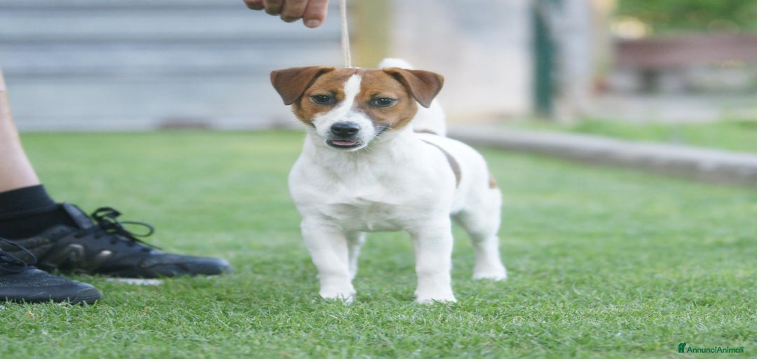 Immagine della galleria {{count}}